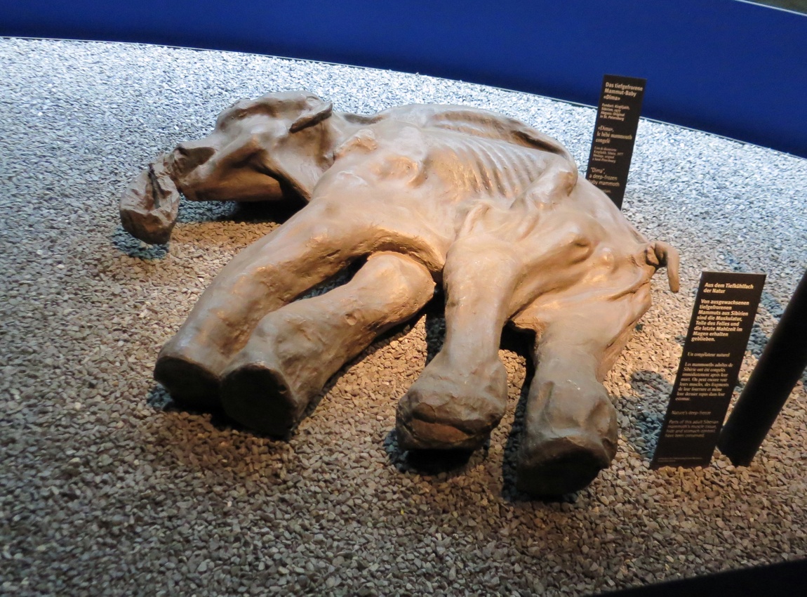 Экспозиция детёныша мамонта, жившего 30000 лет тому назад.