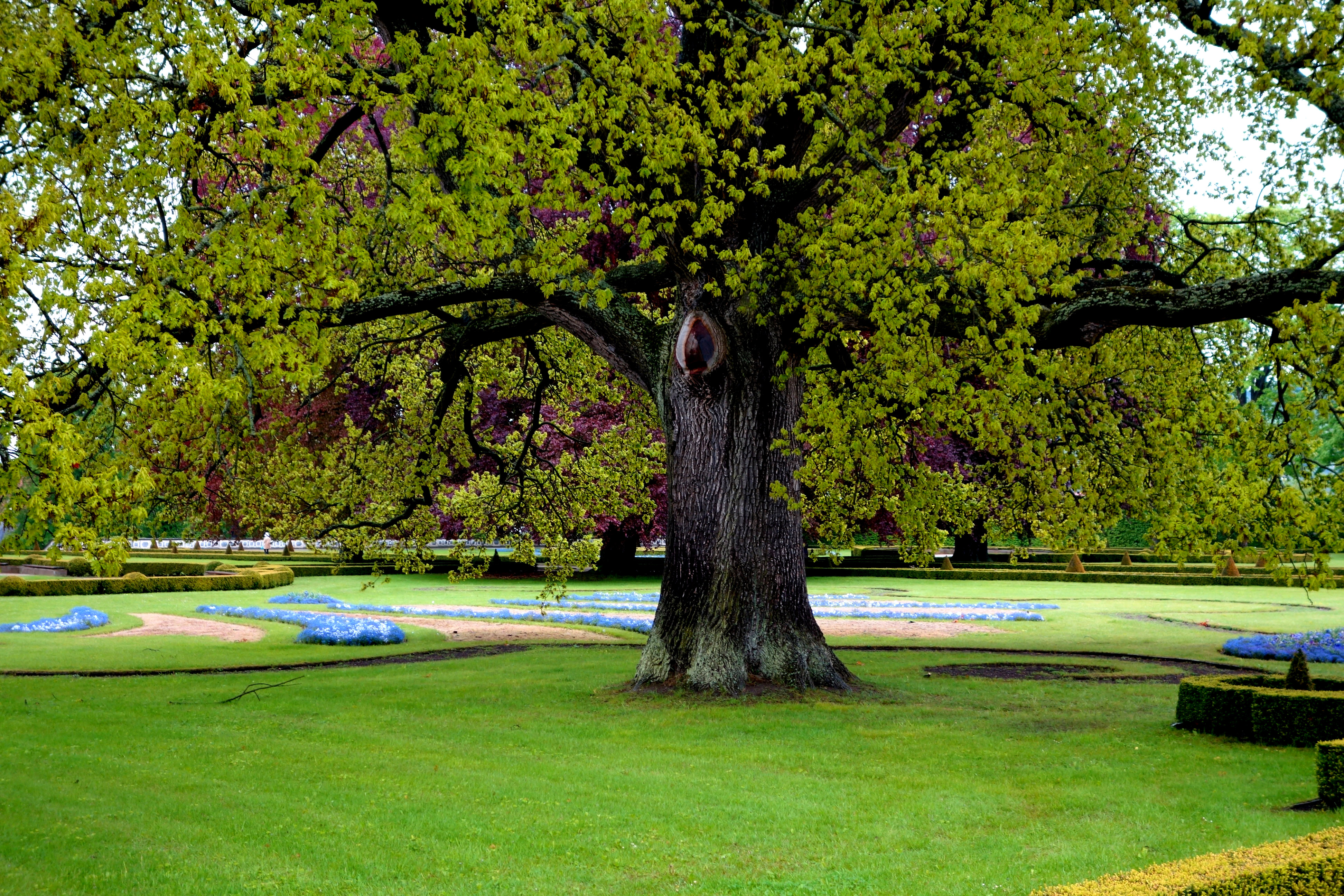 В парке старинном деревья. Деревья в парке. Деревья Европы. Необычное дерево в парке. Красивый парк с дзеревами.