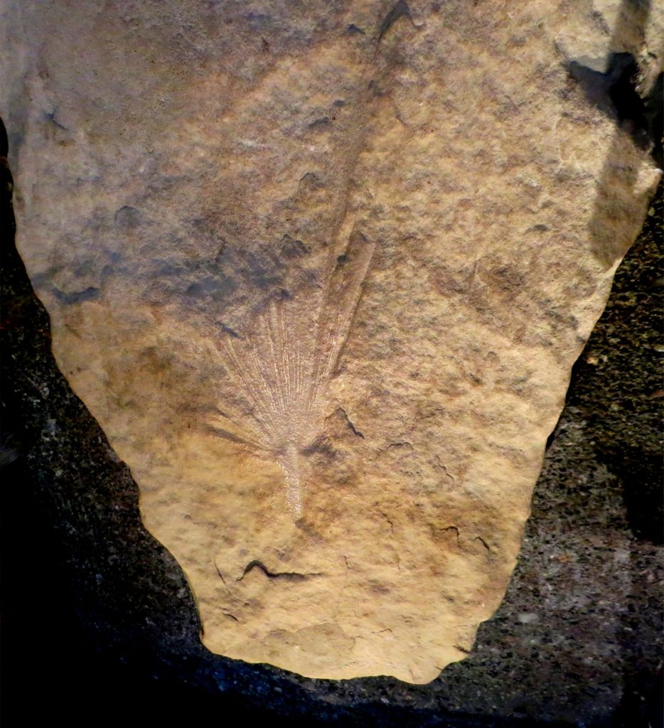 Оттиск древнего листа на камне в Ледниковом музее