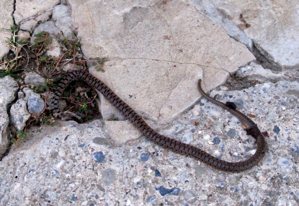 Змея в Турции