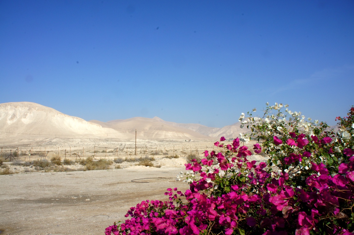 Цветы в Иудейской пустыне
