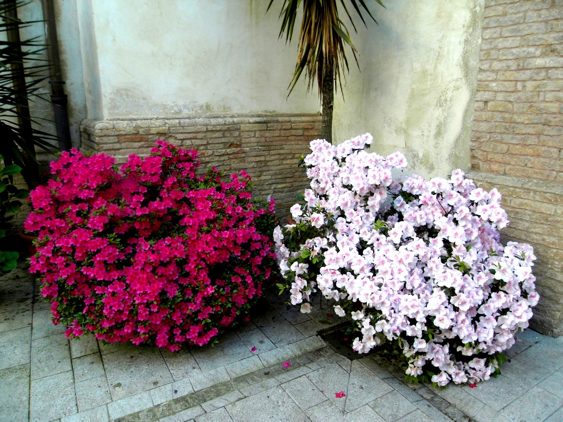 Цветы Италии