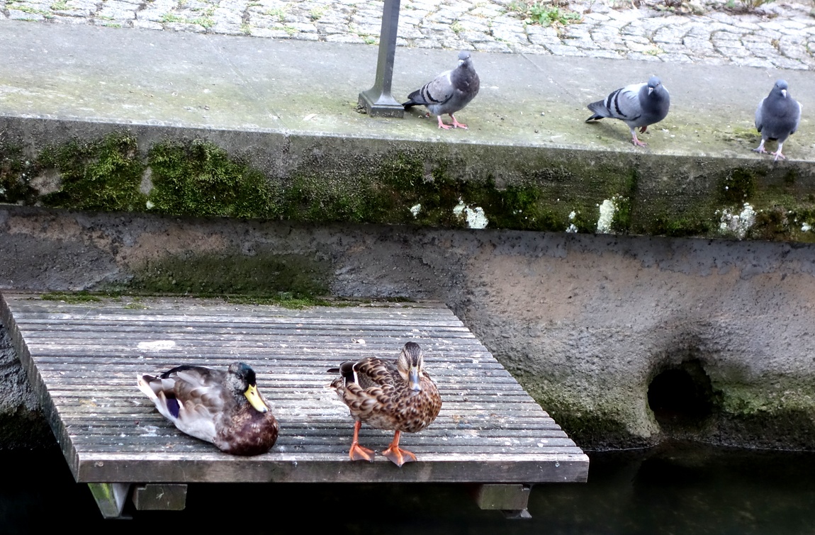 Весёлые друзья (утки и голуби) в Германии