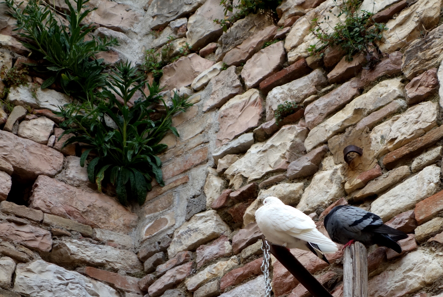 Белый и чёрный голубь в Италии