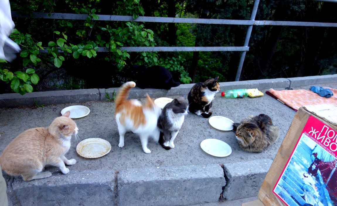 Кошки на обеде