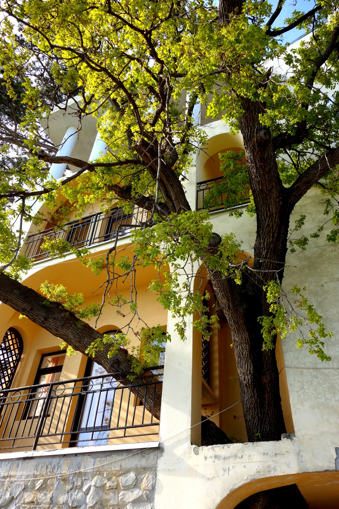 Кореиз - частный дом и дерево из окна (Крым)