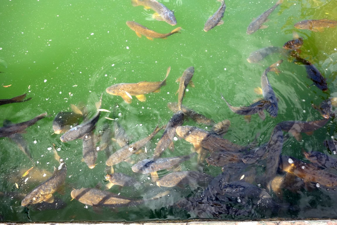 Сад Алькасар в Кордове - рыбы в водоёме