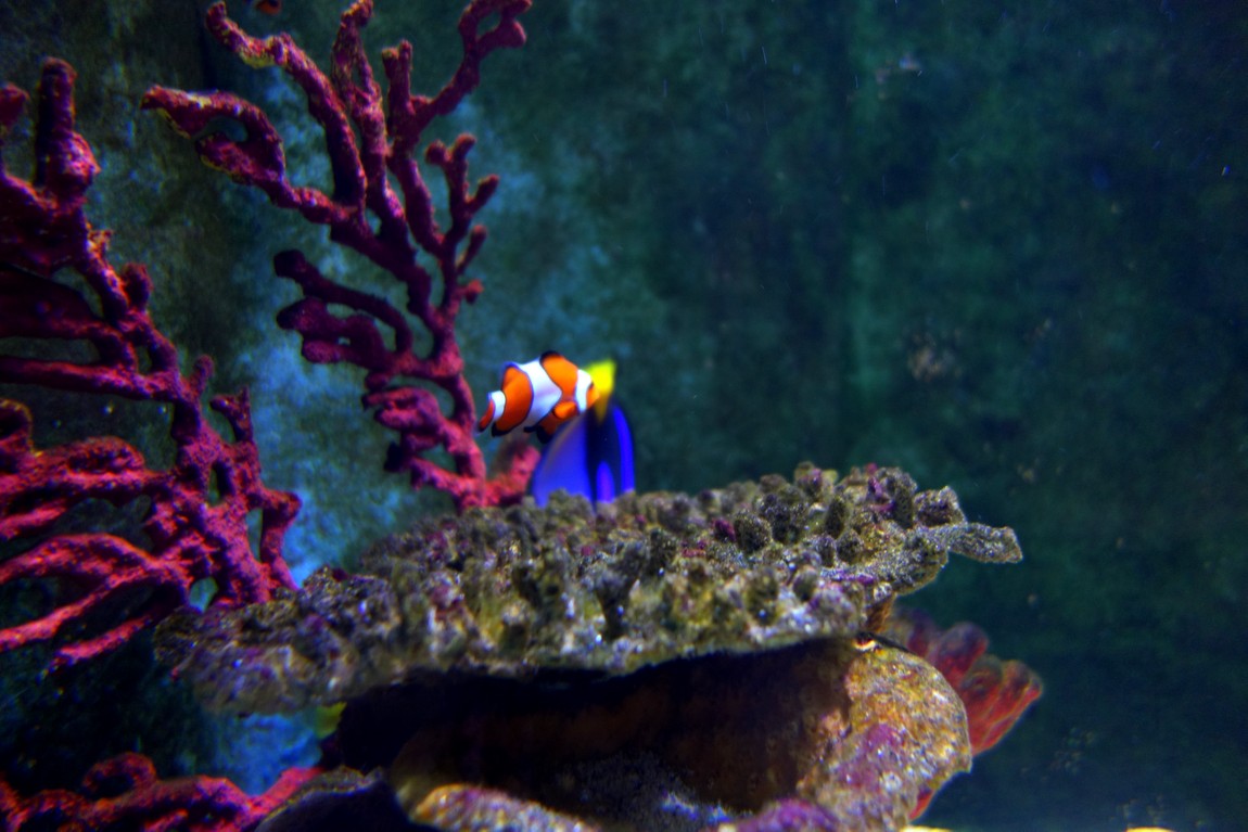Морской аквариум (Sea Life) Малага