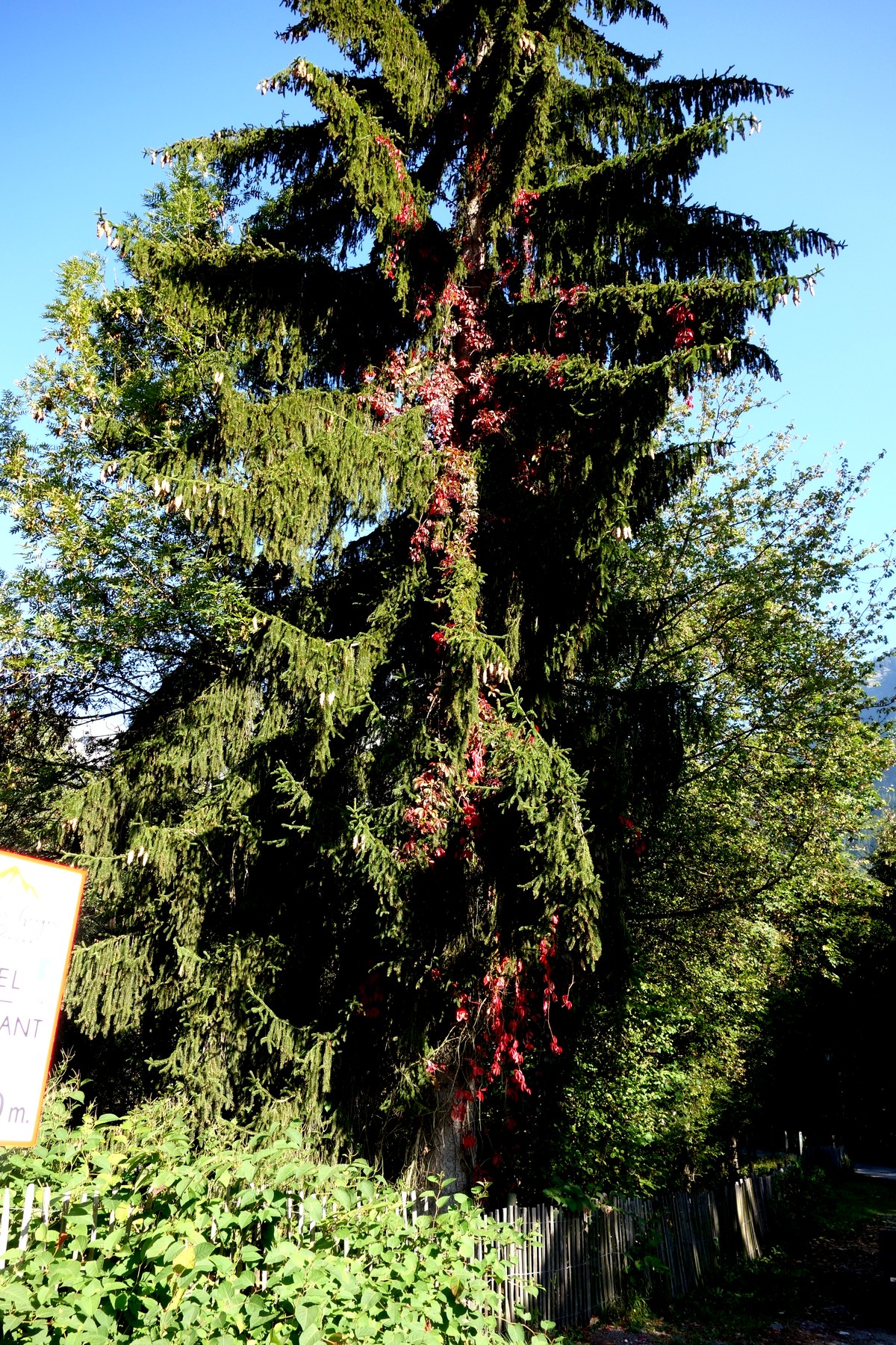Цветы паразиты (дикий виноград) на ёлке в Шамони