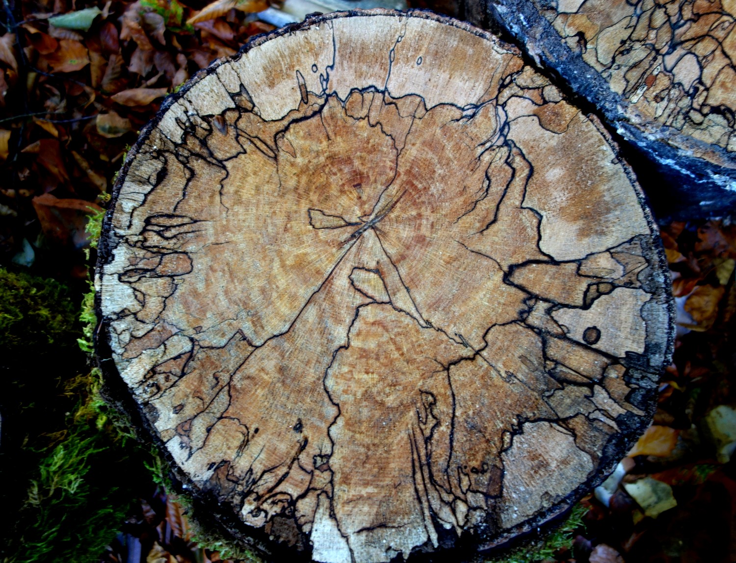 Любопытный спил дерева - рисунок  напоминает карту
