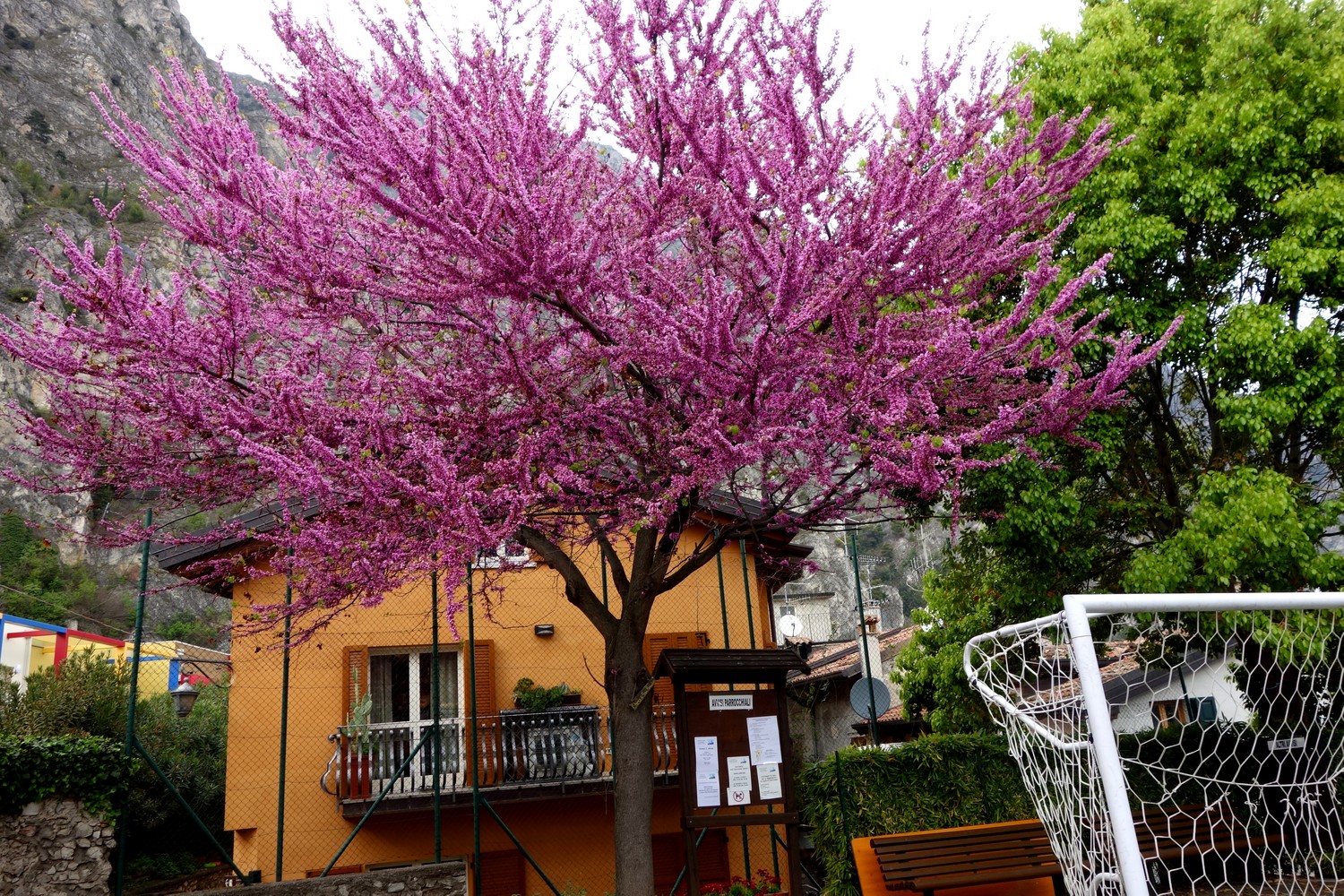 Цветущие деревья Италии