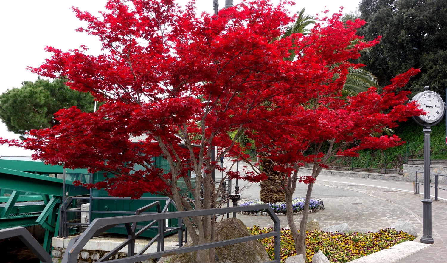 Набережная г. Лимоне-суль-Гарде - деревья с красной листвой