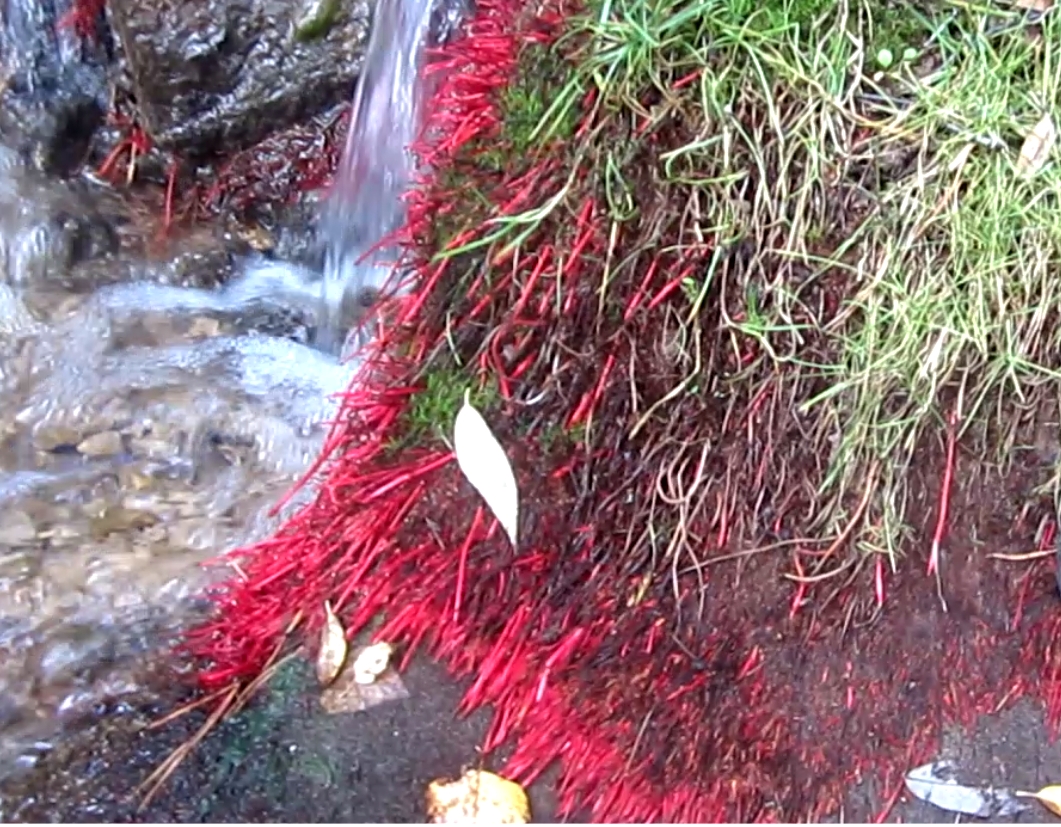 Красные водоросли в ручье Береснятского водопада