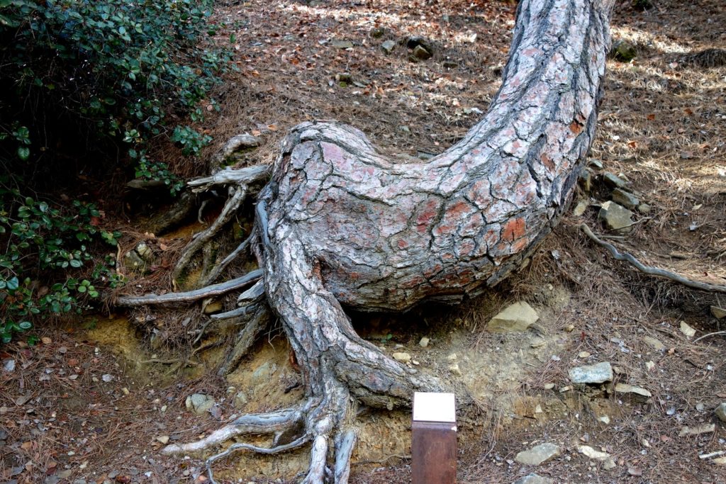 Необычное дерево - дракон на Кипре