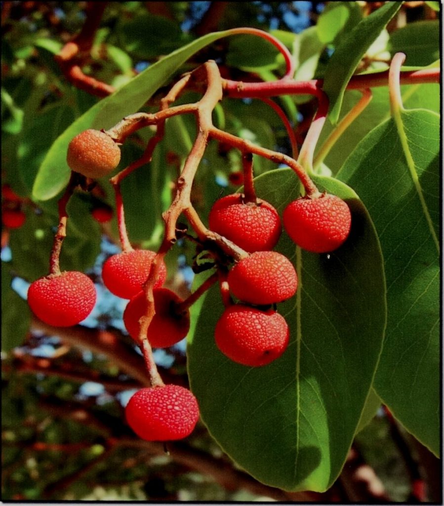 Плоды земляничного дерева на Кипре