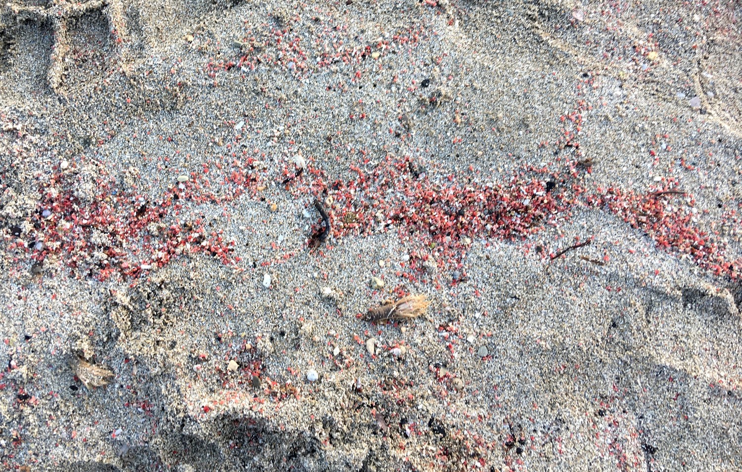Красны камушки разм 1,-2 мм придаюют морской воде у берега красноватый цвет воды.