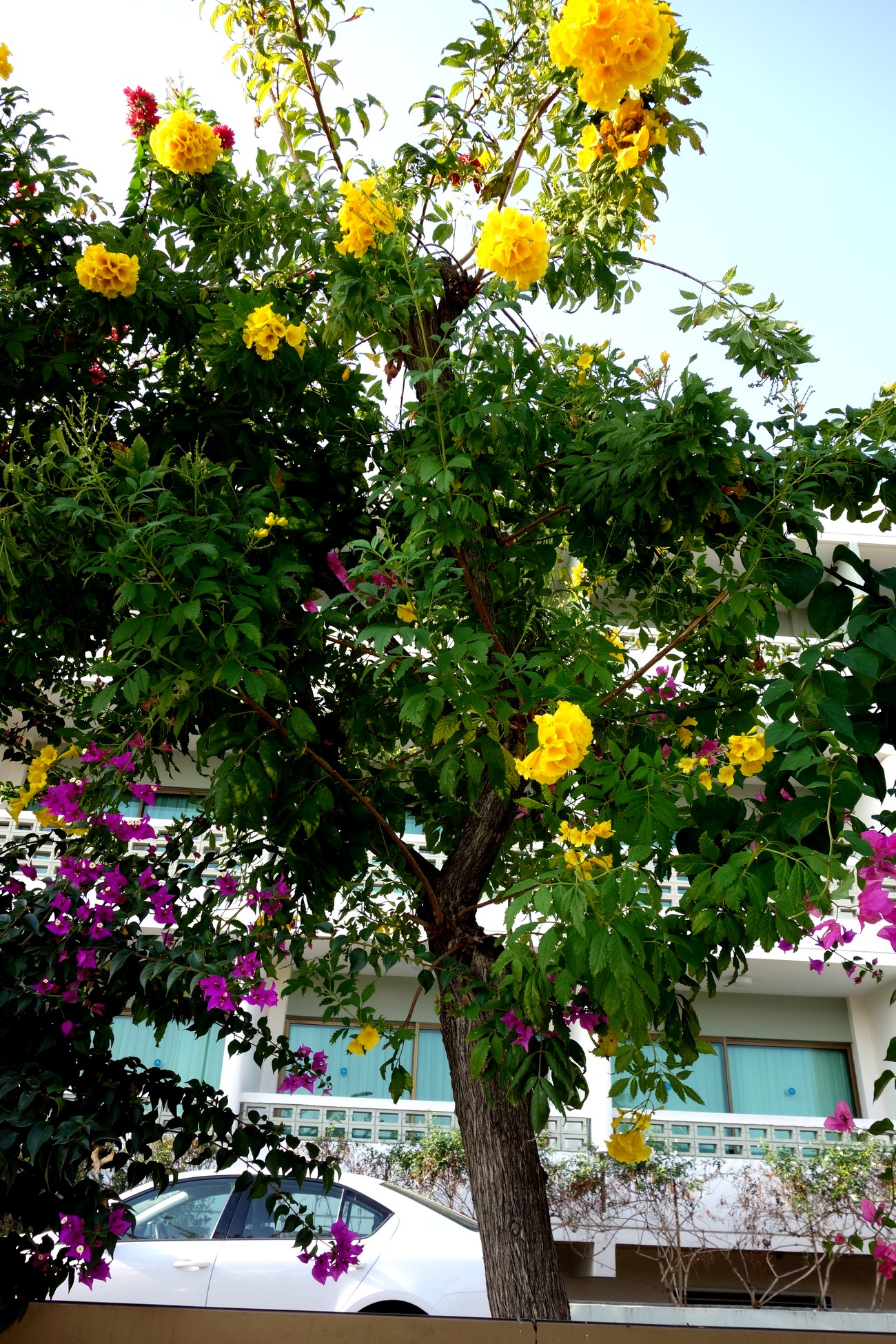 Цветущие деревья Пафоса.