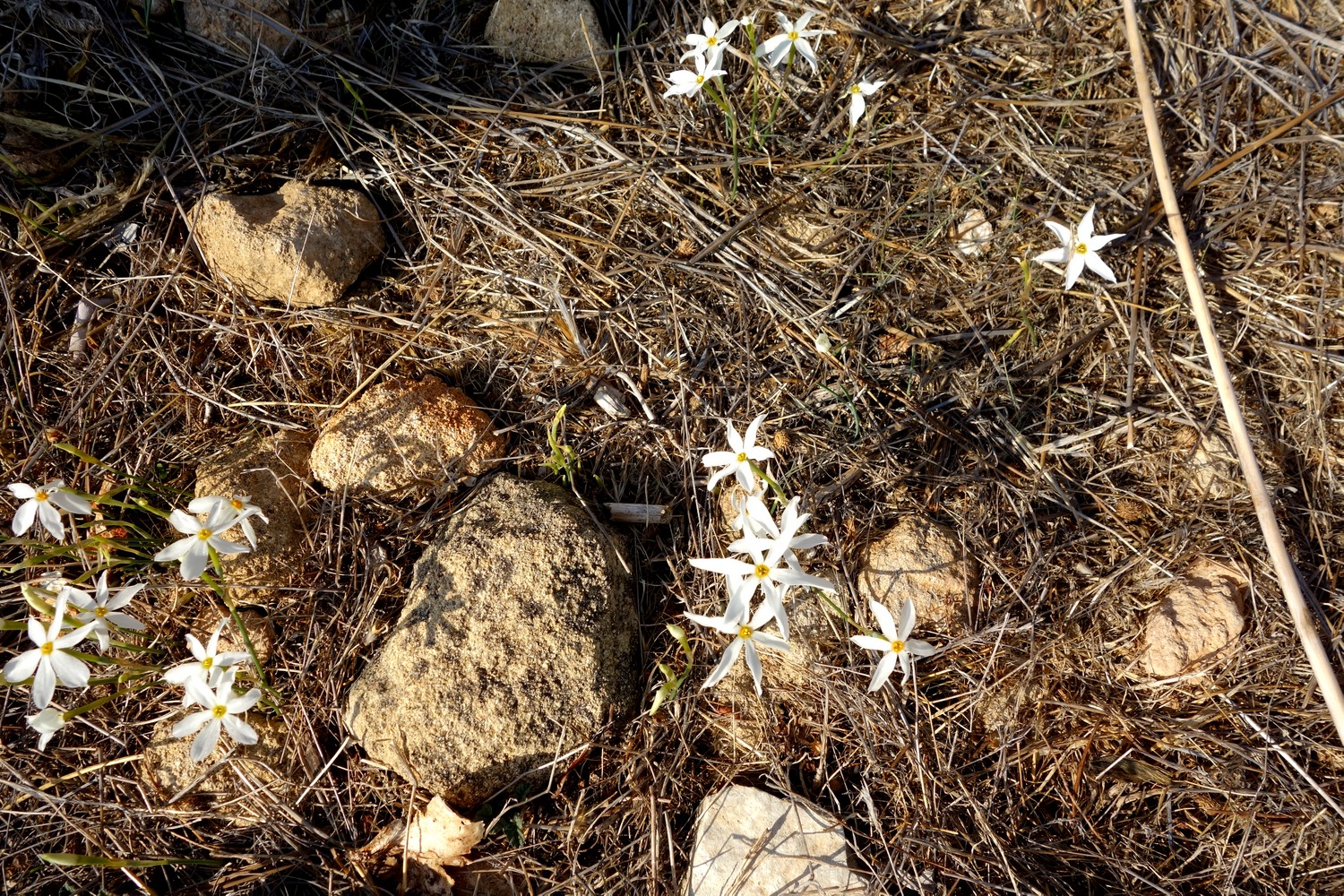 Цветы среди выжженой травы в Пафосе